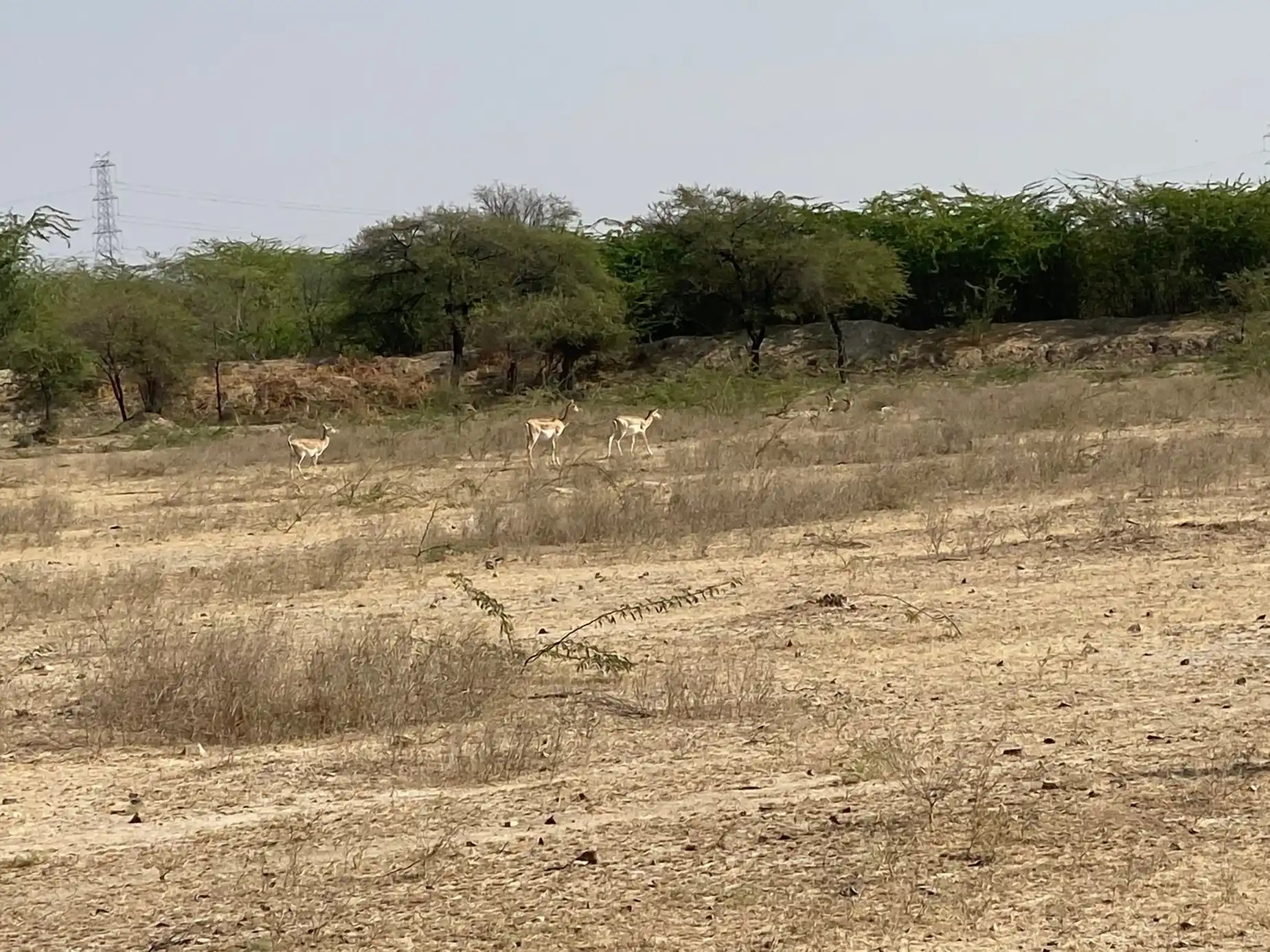 Desert and Wildlife: Camel Rides and the Bishnoi Safari