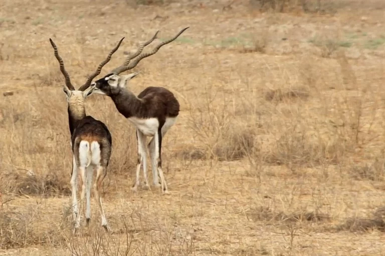 Guda Bishnoi Lake Jodhpur: Wildlife, Birding & Village Life