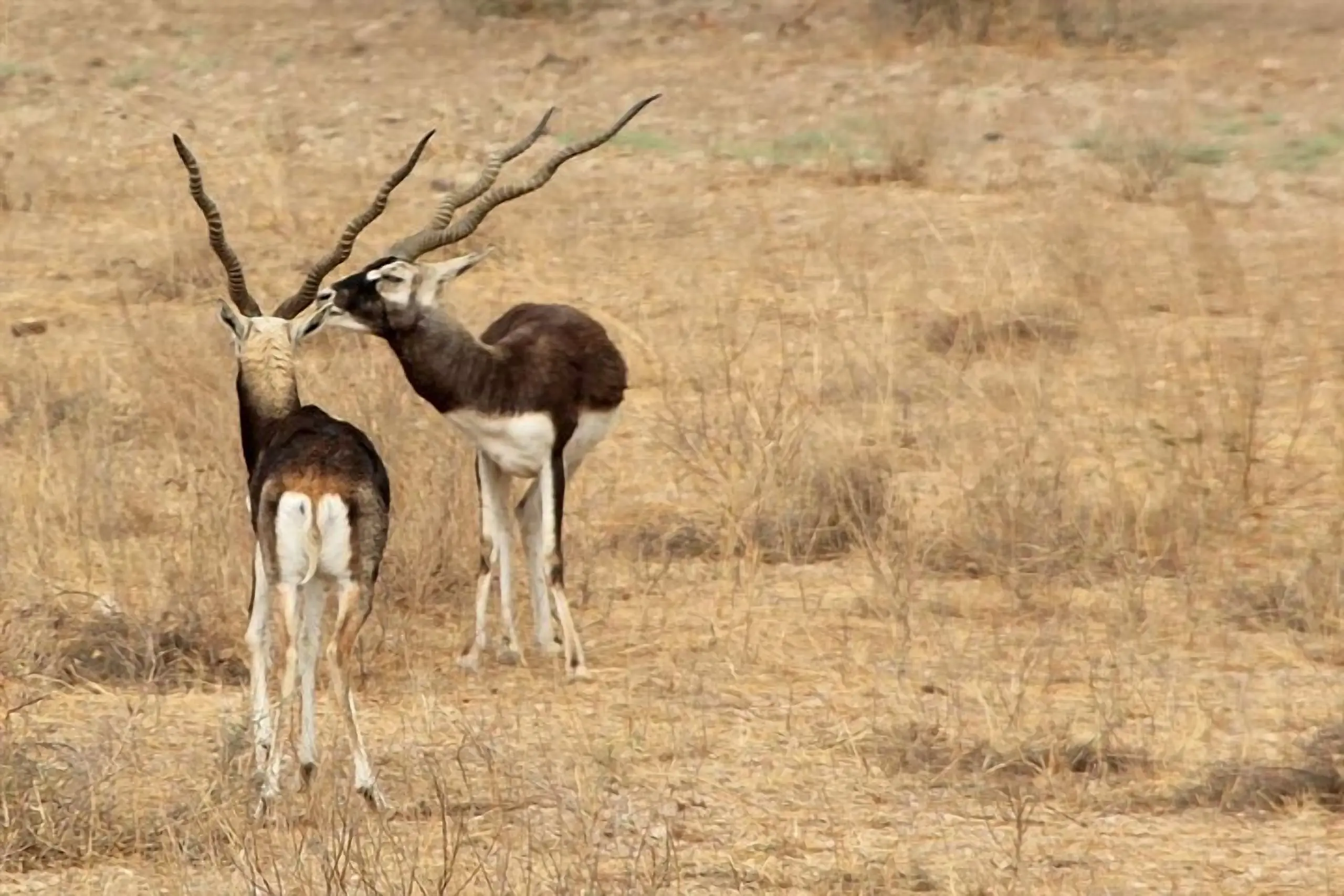 Wildlife Around Jodhpur: What to Expect