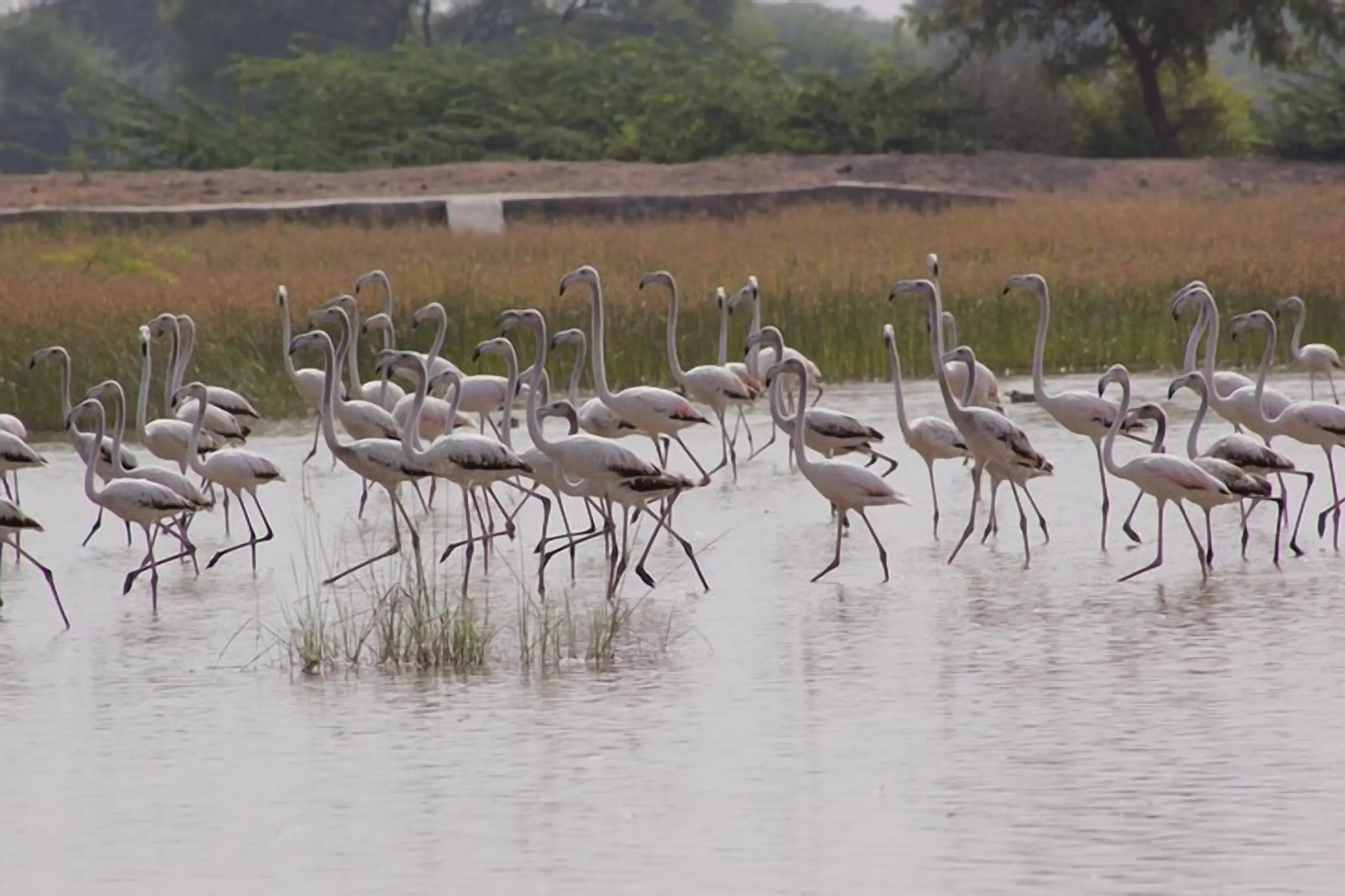 Guda Bishnoi Lake