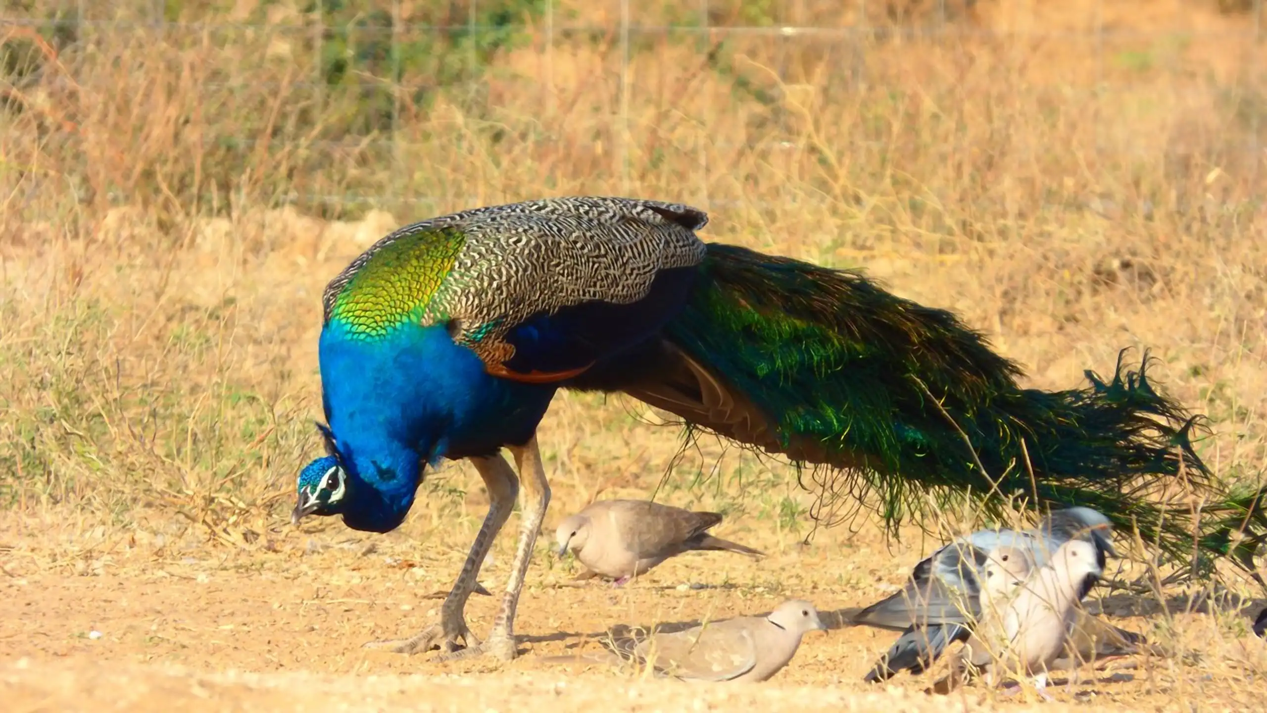 Birdwatching Near Jodhpur